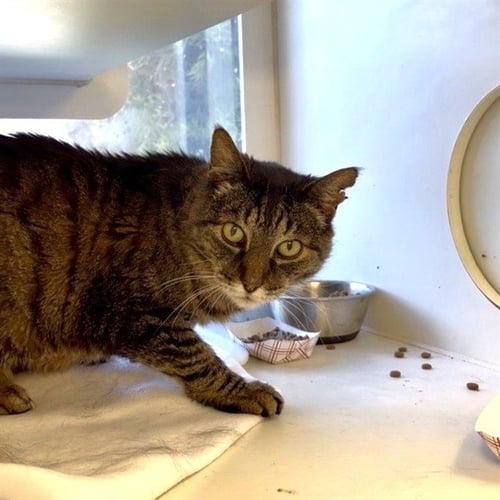 *DAVID LETTERCAT - Domestic Short Hair available for adoption