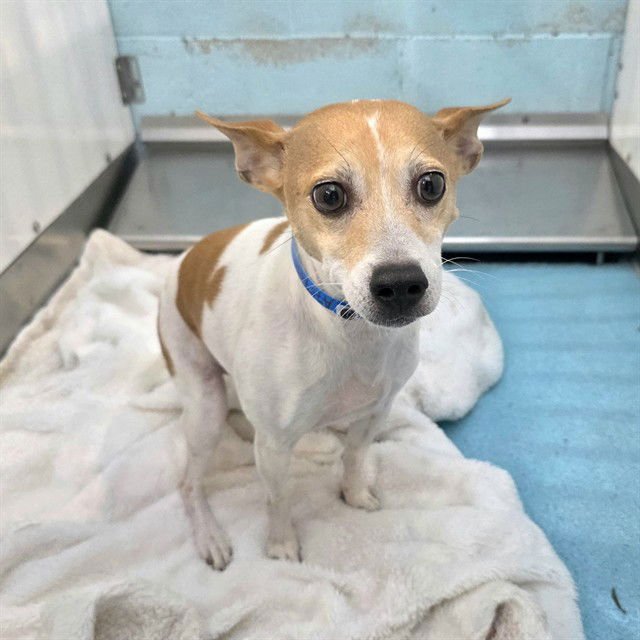 *WARREN - Chihuahua available for adoption