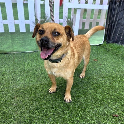 *ARCHIE - Chihuahua available for adoption