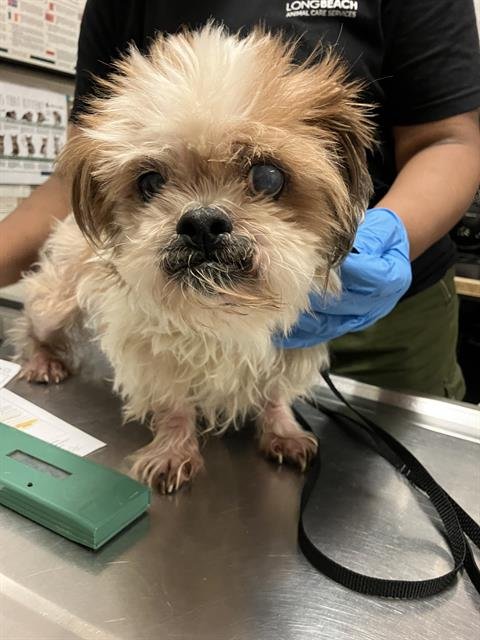 *CHEWIE - Shih Tzu available for adoption