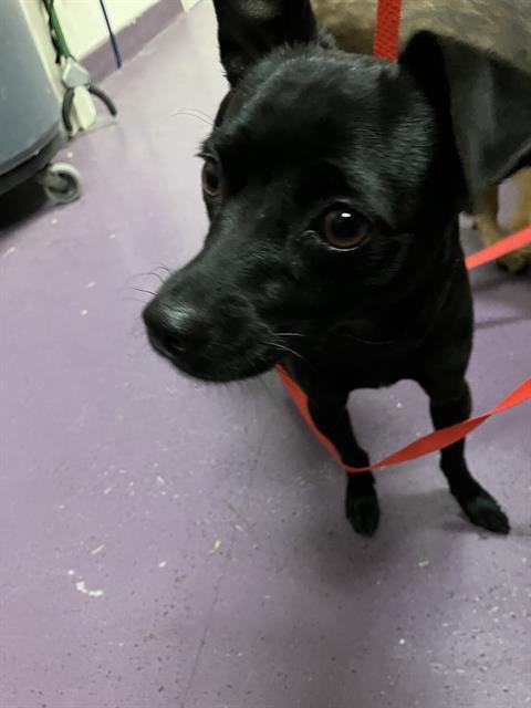 *CHARCOAL - Chihuahua available for adoption