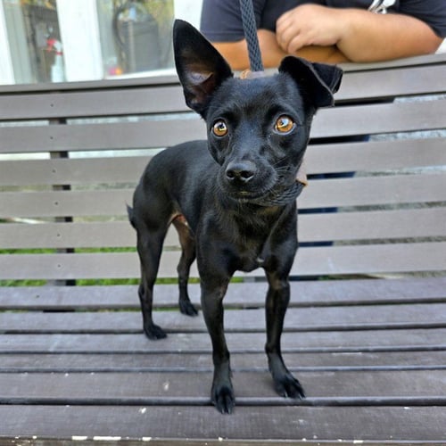 *CHARCOAL - Chihuahua available for adoption