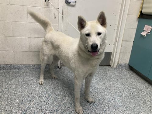 A765387 - Siberian Husky available for adoption