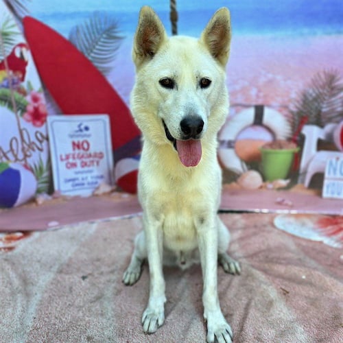 *JEREMIAH - Siberian Husky available for adoption