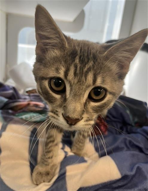 *ADONIS - Domestic Short Hair available for adoption