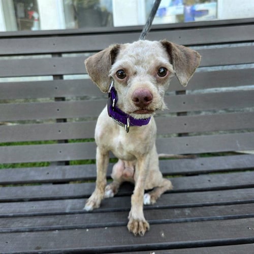 *MOGLI - Poodle (Miniature) / Terrier available for adoption