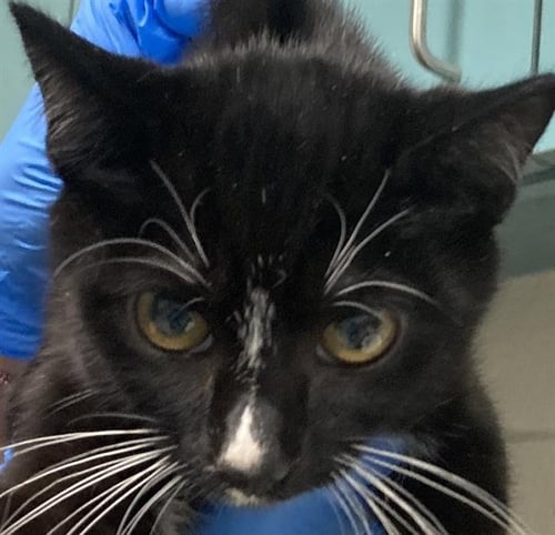 *ISABELO - Domestic Short Hair available for adoption