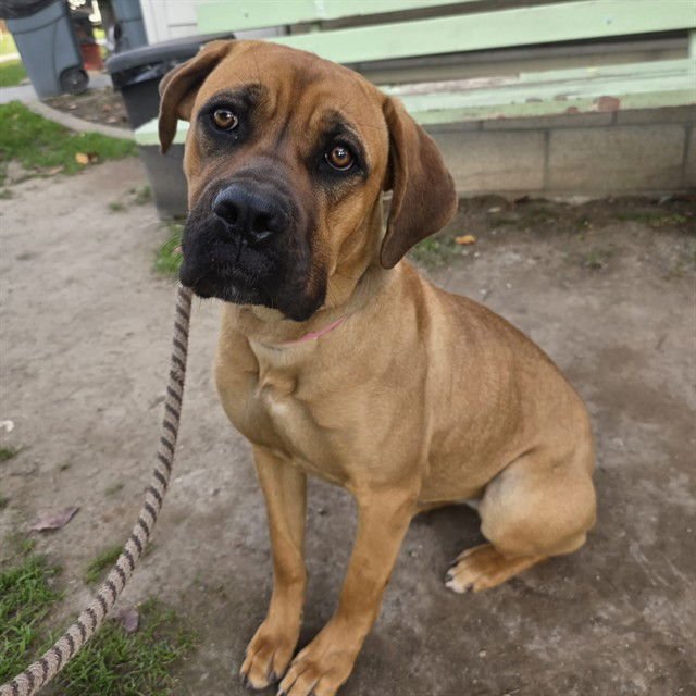 *LOVELY - Bullmastiff / Boxer available for adoption
