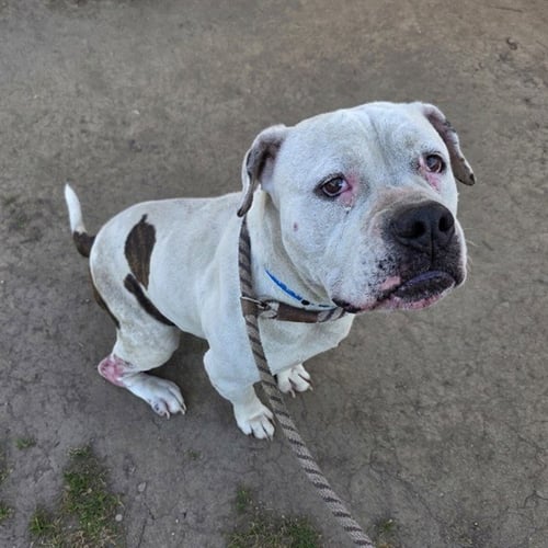 *MARCO - Pit Bull Terrier available for adoption