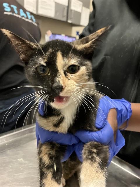 *THALIA - Domestic Short Hair available for adoption