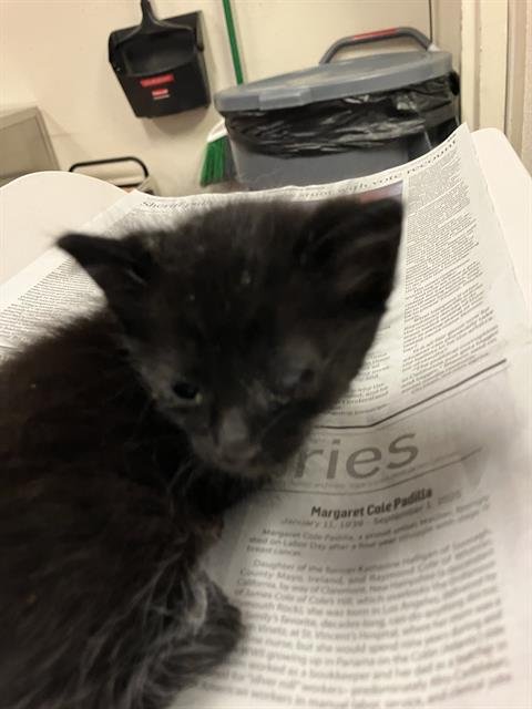 *GRUMPY - Domestic Short Hair available for adoption