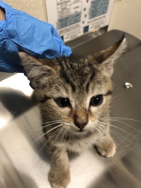 *RUPERT - Domestic Short Hair available for adoption