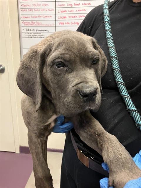 *DUEY - Cane Corso Mastiff available for adoption