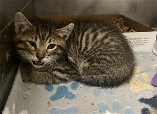 *PETEE - Domestic Short Hair available for adoption