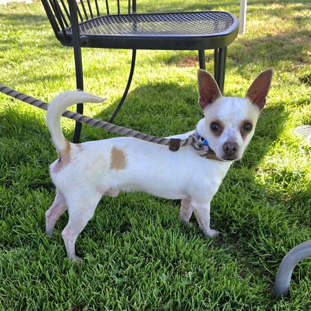 *CHUCK NORRIS - Chihuahua available for adoption