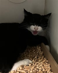 KITTEN 5 - Photo 1