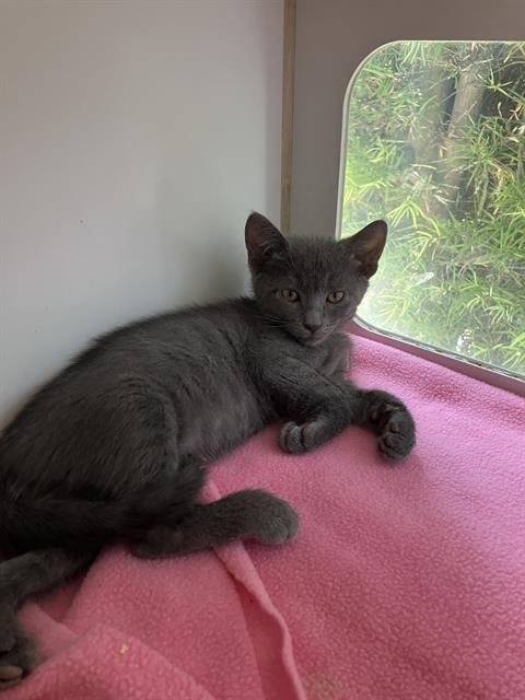*CHARMIN - Domestic Short Hair available for adoption