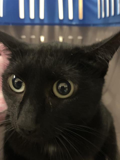 *RICKY - Domestic Short Hair available for adoption