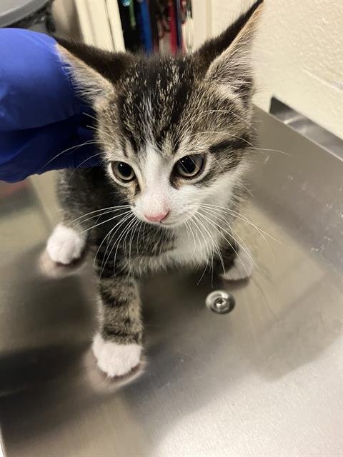 *THYME - Domestic Short Hair available for adoption