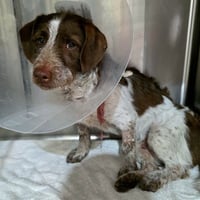 CHARLIE BROWN - Photo 1