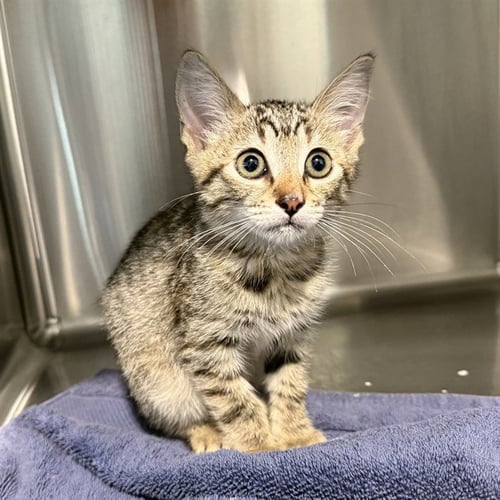 *CECE 2 - Domestic Short Hair available for adoption