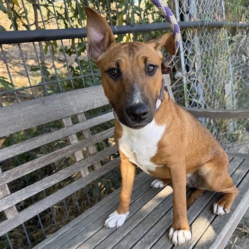 *TAFFY - Bull Terrier available for adoption