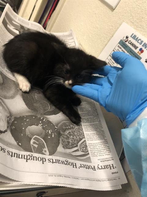 *MENCHIES - Domestic Short Hair available for adoption