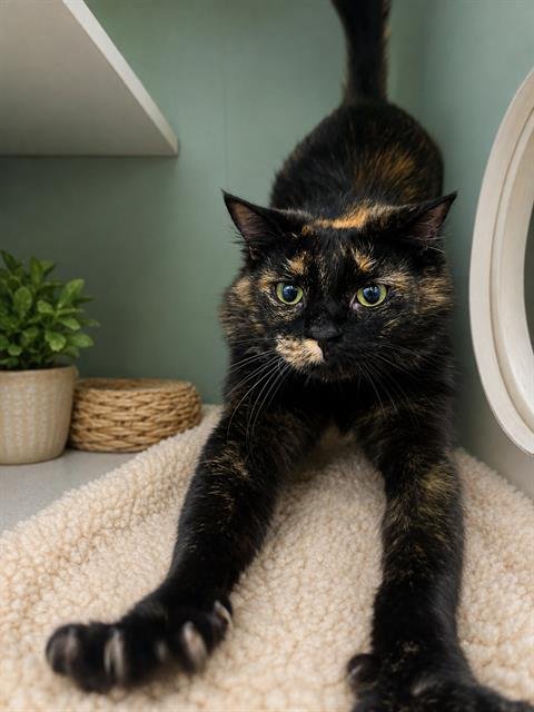 *JUBILEE - Domestic Short Hair available for adoption