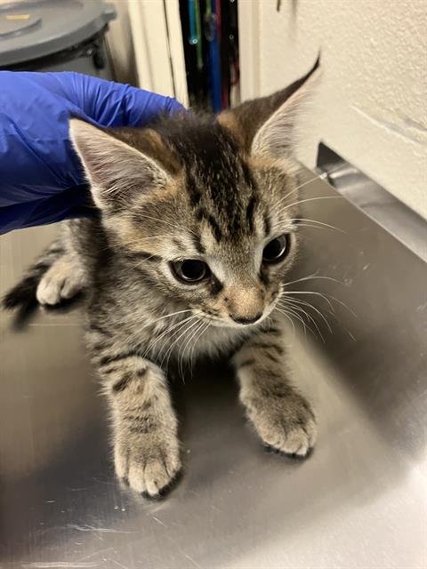 *MUSTARD - Domestic Short Hair available for adoption