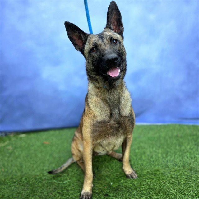 *CHELSEA - Belgian Shepherd Malinois available for adoption