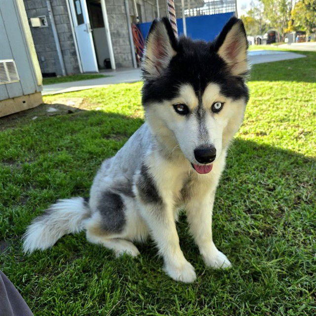 *ATLAS - Siberian Husky available for adoption