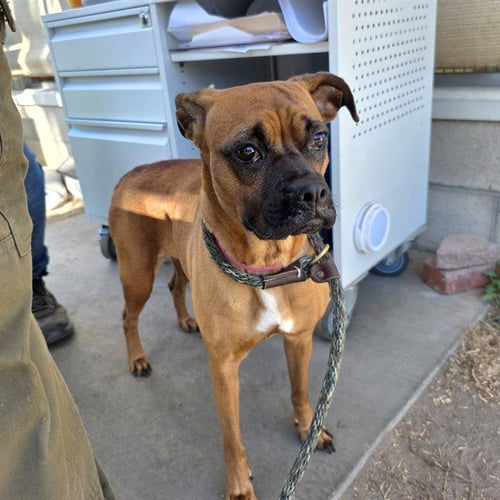 *TADPOLE - Boxer / Pug available for adoption