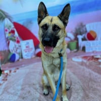 ROCKO - Photo 1