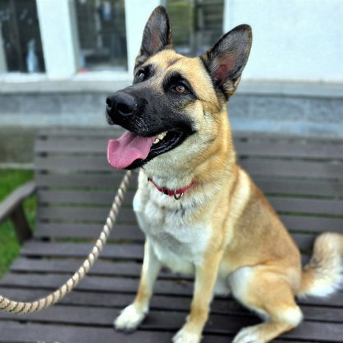 ROCKO - German Shepherd Dog available for adoption