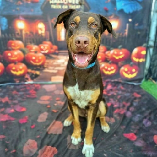 MUFASA - Doberman Pinscher / German Shepherd Dog available for adoption