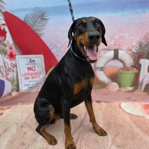 *HERA - Doberman Pinscher available for adoption
