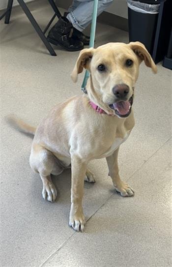 *ROSIE - Labrador Retriever available for adoption
