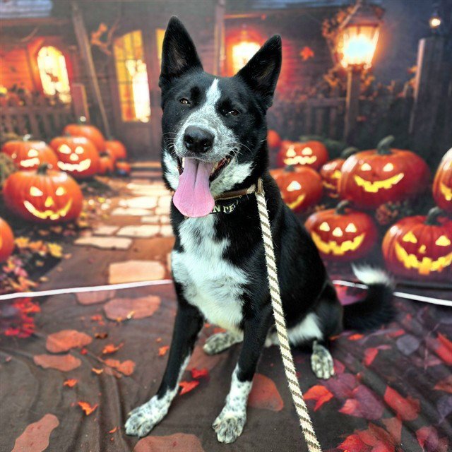 *SMOKEY JOE Image