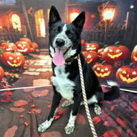 *SMOKEY JOE - Photo 1