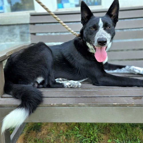 *SMOKEY JOE - Border Collie available for adoption