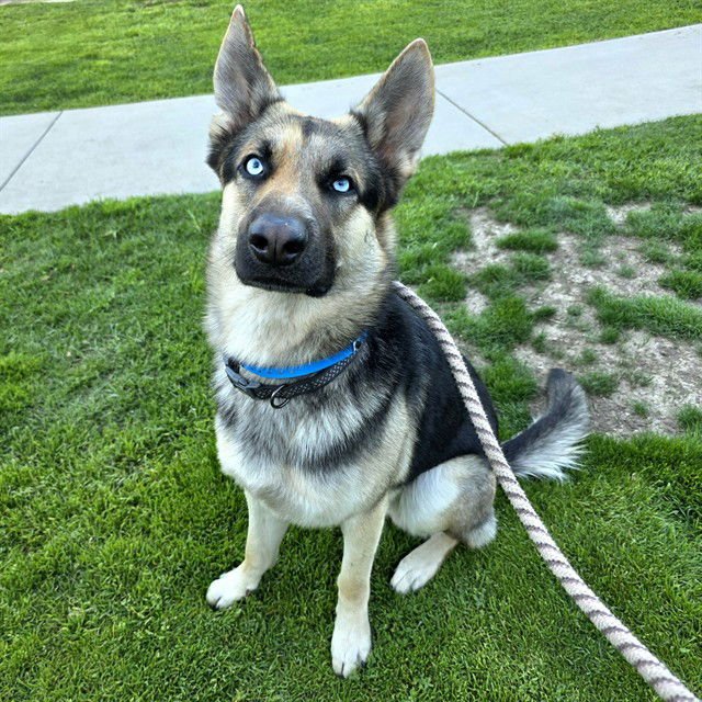 *RYKER - German Shepherd Dog available for adoption