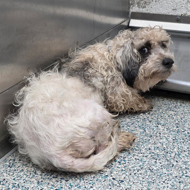 *DR FLOOFERS - Maltese / Poodle (Miniature) available for adoption