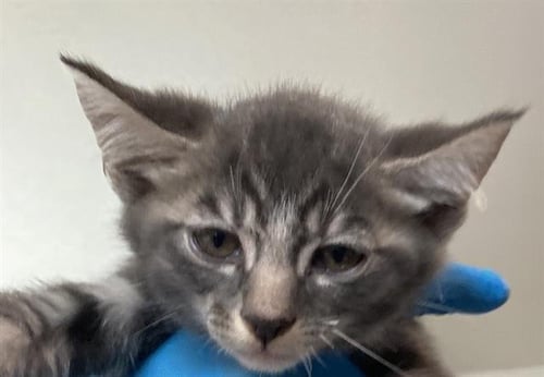 *ROWAN - Domestic Short Hair available for adoption