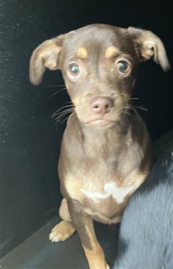 *TWIXY - Chihuahua available for adoption
