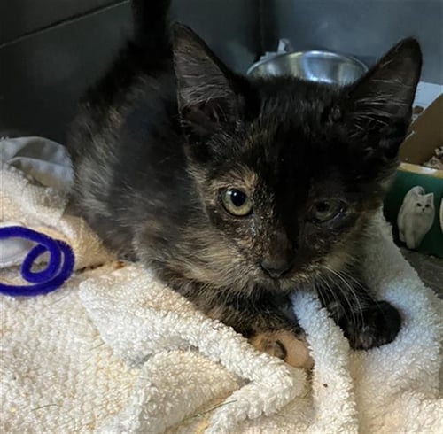 *SWEETIE PIE - Domestic Short Hair available for adoption