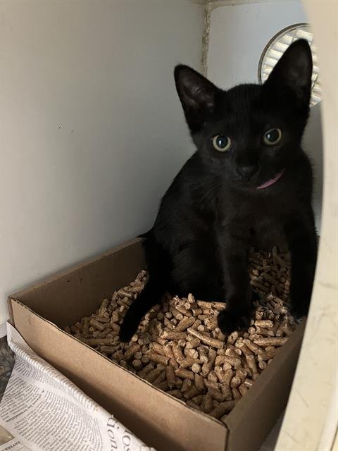 *AMANDA PANDA - Domestic Short Hair available for adoption