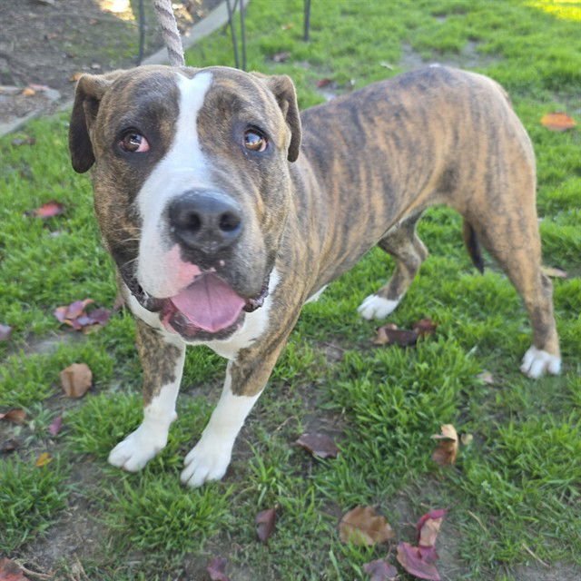 *BROOKE - Pit Bull Terrier available for adoption