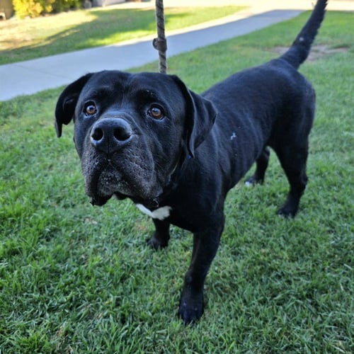BODAK - American Bulldog / Pit Bull Terrier available for adoption