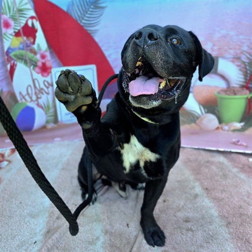 BODAK - American Bulldog / Pit Bull Terrier available for adoption