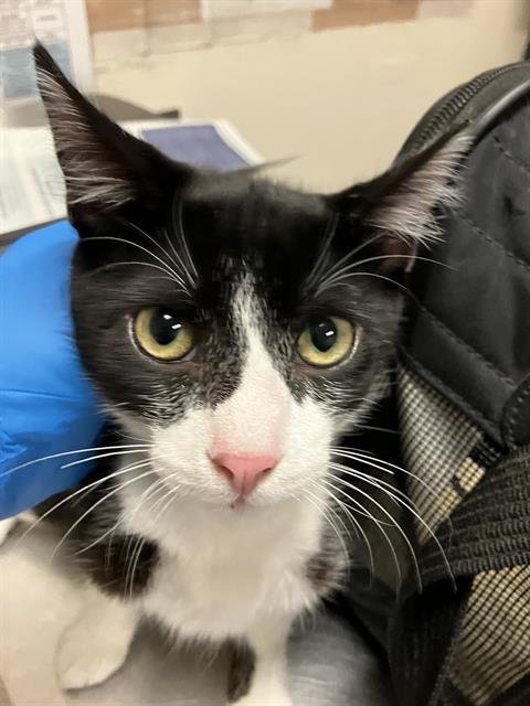 *EBONY - Domestic Short Hair available for adoption